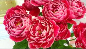 叶子的问题与解决方法