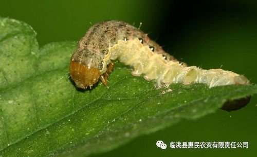 害虫抗性，这是个啥玩意儿？