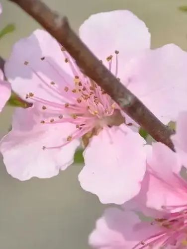 春天有哪些花开放？这几种花你一定认识