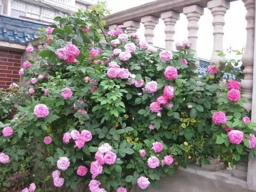 延长花期的小技巧，你get了吗？