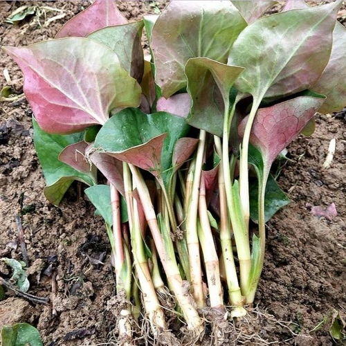 种鱼腥草首选肥！鱼腥草种植秘诀：肥美嫩！