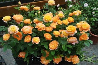 幼发拉底河月季，花开的秘密