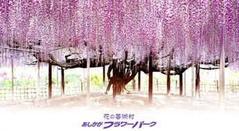 那迷人的紫藤，却非紫藤的它