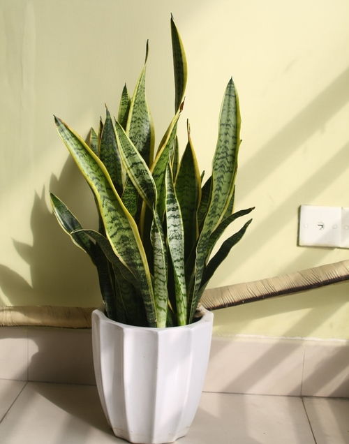 种子处理大揭秘