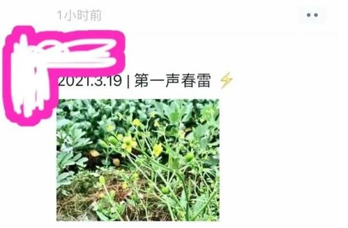草甘膦喷施两小时后遇大雨，对地下茎芽会有药害吗？