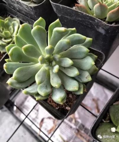 多肉浇水的温度与季节