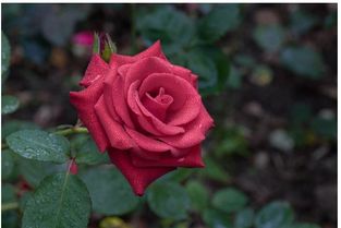 月季的花期有多长？