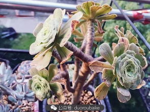 雪晃星缀化养护攻略，爆款花卉养植秘籍