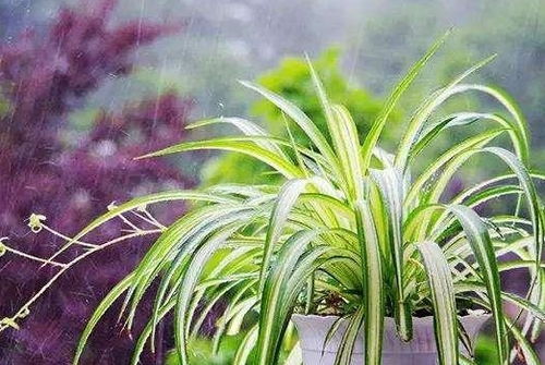 吊兰肥料有哪些类型？如何正确使用吊兰肥料促进其生长