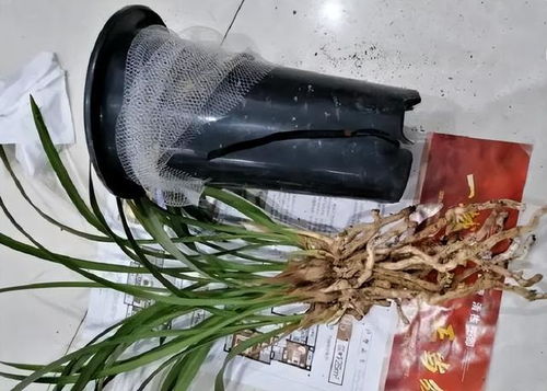 植料消毒，多菌灵来帮忙？