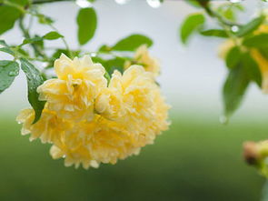 花朵娇艳， 香气醇厚，黄木香魅力无限