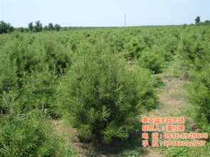 生长初期，怎么用除草剂