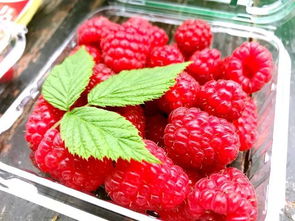 双季红树莓种植中，黑树莓种植技术和管理下哪个品种表现更佳？