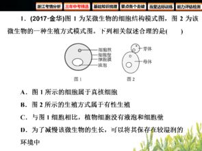 分球繁殖：植物世界的“魔法”