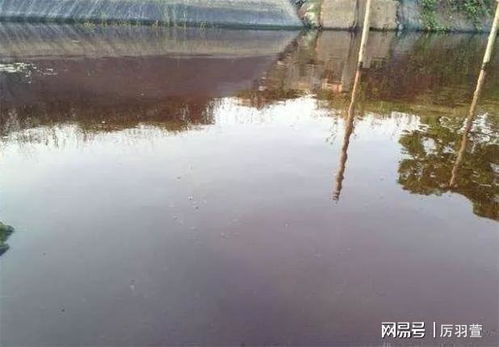 鱼塘水过肥急救指南中，三大方案如何三天内有效控住藻类爆发，降低成本60%？