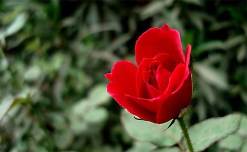 提高玫瑰花的发芽率