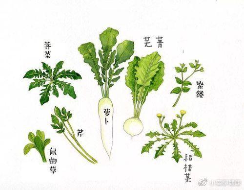冬凌草的药用价值有哪些？在哪些常见疾病中可以发挥积极作用