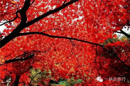 秋天哪些植物会变红？