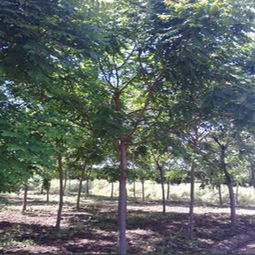 郑州西岗村花卉种植大棚：仙肉种植和集散地