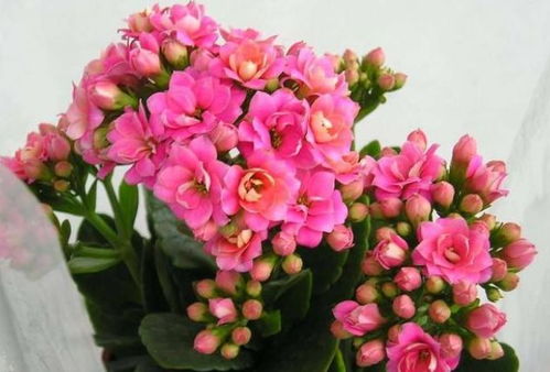 2. 四季海棠：四季如春的美丽