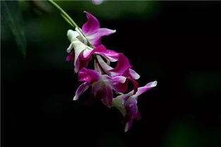 花的秘密大揭秘：花语解析