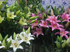 香水百合养护秘籍：浇水频率大揭秘！