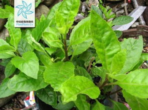 种植过程中要注意些什么呢？