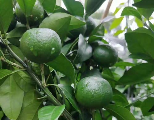 丙环唑在柑橘的控旺病防治中，但在使用时也需要注意一些细节问题。只有正确地使用丙环唑，才Nenggeng好地保护柑橘的生长和发展。