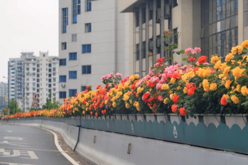 冬天的花儿，你从哪来呀？