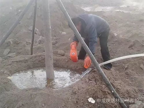 适时、 适量的浇灌