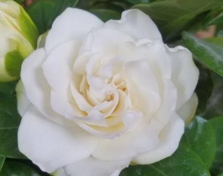 栀子花好养吗？这样养栀子花