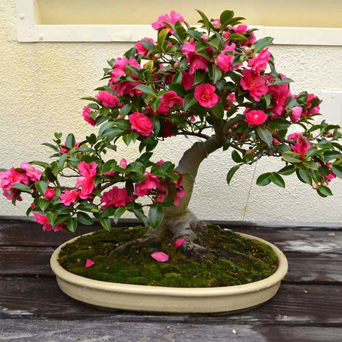 阳台养茶花，风水到底如何？