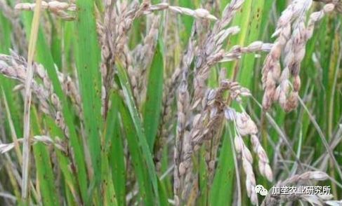 稻瘟病的烦恼，先正达杀菌剂来帮忙？