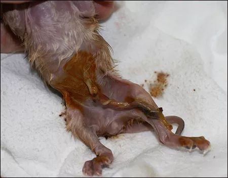 母獒即将分娩，表现出频繁舔舐腹部、呼吸急促、食欲下降等迹象