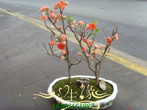 花卉租赁，如何打造行业领先品牌