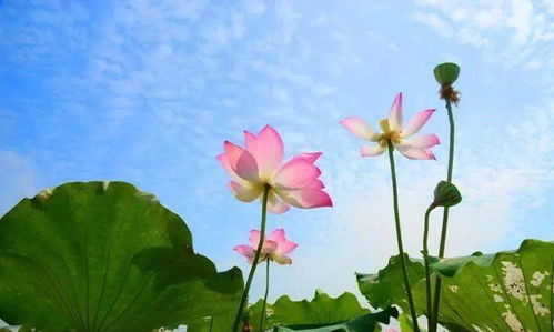 荷花的开花次数