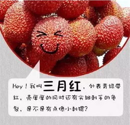 荔枝6月成熟上市？想吃新鲜荔枝看这里