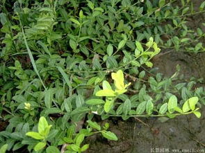 原因一：浇水不当