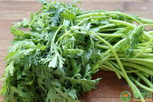 芝麻菜是一种带有芝麻清香的蔬菜，fei常适合拌着吃huo者Zuo沙拉，营养美味。