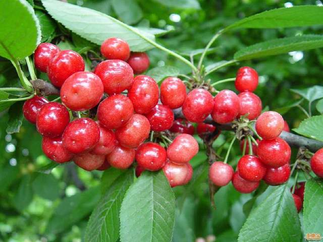 樱桃种子30天没发芽，心急如焚怎么办？新手用3招提速15天发芽！