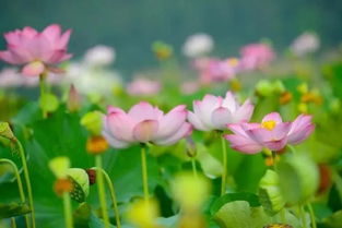夏天什么花开放？快来看看这些夏季限定美景