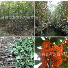 茶梅：观赏价值高， 绿化作用强