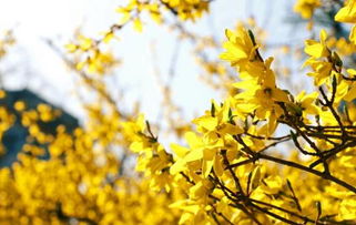 1. 那些花儿，五彩斑斓