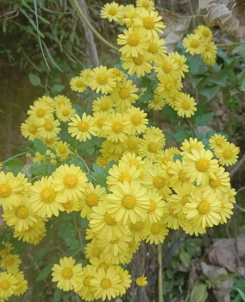 还来菊花？这花能带来好运吗