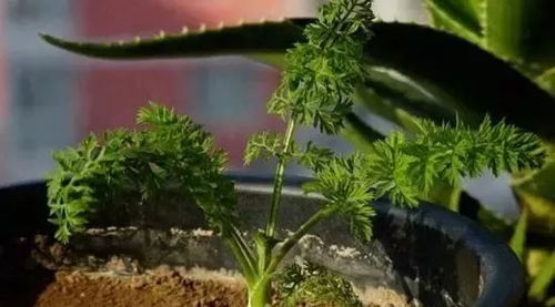 选择健康的种子：基础保障