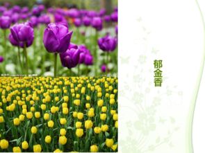 三、选择花儿，要因地制宜