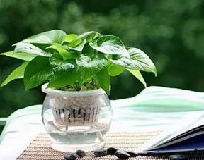 推荐那些耐阴的室内花卉