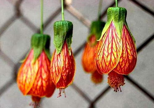 灯笼花果实种源一网打尽