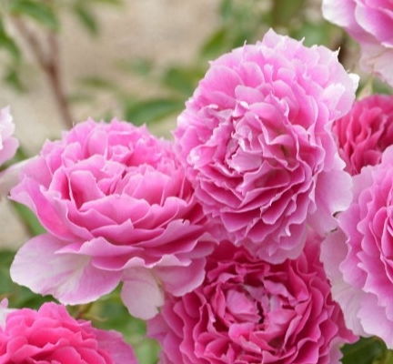 白色月季的染色奇遇