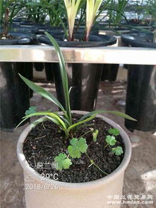 兰花种子种植需要什么土壤和最佳种植方法步骤